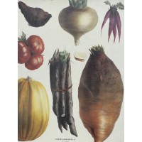 Grafika botaniczna - ikonografia warzyw ,,Les Plantes potageres" karta 12 z kolekcji Villmorin, Francja II pol. XIX w.